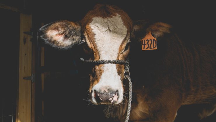 ABD’den Avustralya’ya Vergi Hamlesi