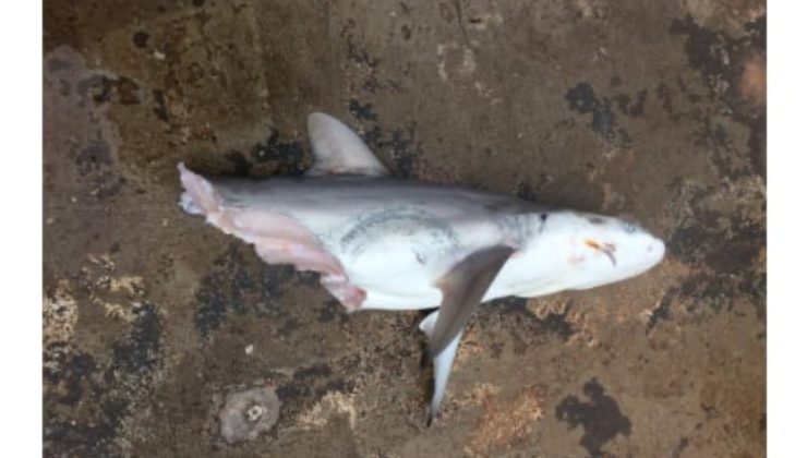 Sydney halkına uyarı: Av işe yaramıyor