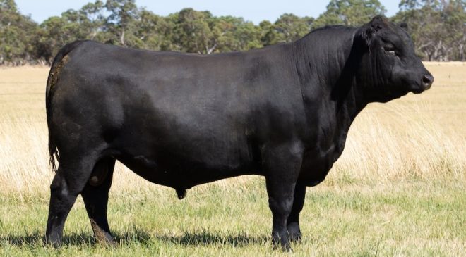 Avustralya’da 235 bin dolara satılan ANGUS