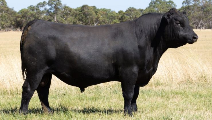 Avustralya’da 235 bin dolara satılan ANGUS